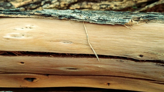 dřevo – kmen bez kůry.jpg